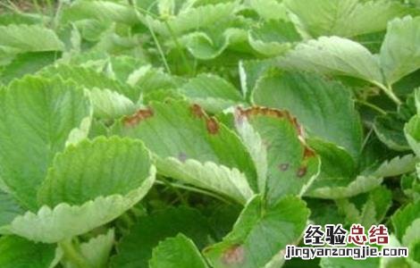 草莓叶片变脆原因及解决方法 草莓叶片变脆原因及解决方法视频