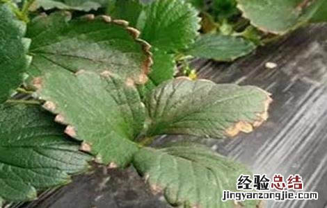 草莓叶片变脆原因及解决方法 草莓叶片变脆原因及解决方法视频