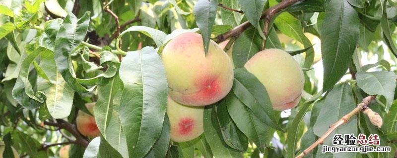 桃树缺硼对果实的影响 桃树缺硼症状