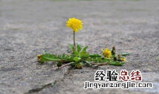 晾干的蒲公英怎么吃 晒干蒲公英的吃法大全