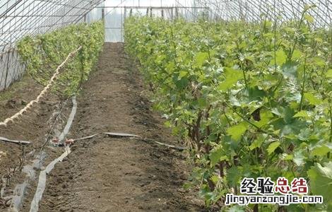 大棚葡萄怎么追肥效果好 大棚葡萄怎么追肥