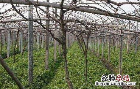 大棚葡萄怎么追肥效果好 大棚葡萄怎么追肥