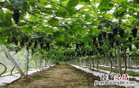 大棚葡萄怎么追肥效果好 大棚葡萄怎么追肥