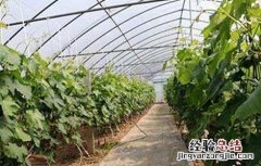 大棚葡萄怎么追肥效果好 大棚葡萄怎么追肥