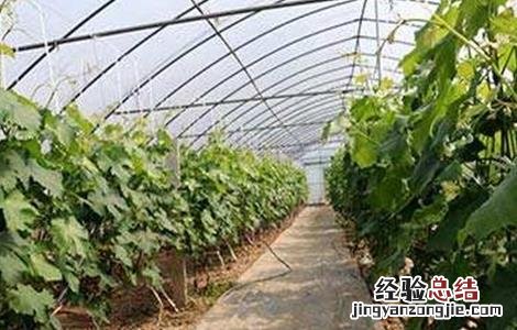 大棚葡萄怎么追肥效果好 大棚葡萄怎么追肥