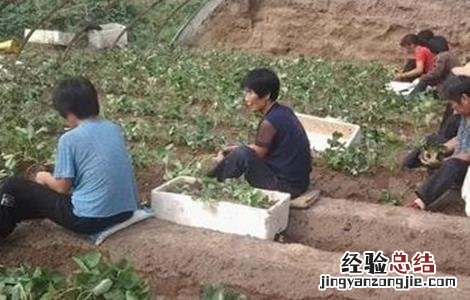 草莓定植成活率不高的原因 草莓定植成活率不高