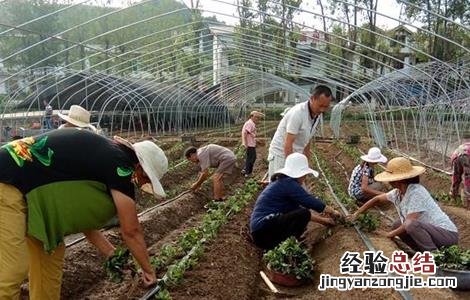草莓定植成活率不高的原因 草莓定植成活率不高