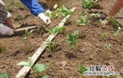 草莓定植成活率不高的原因 草莓定植成活率不高