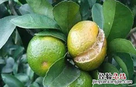 柑橘花期能喷叶面肥吗 柑橘叶面肥施什么,喷肥注意事项