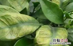 柑橘花期能喷叶面肥吗 柑橘叶面肥施什么，喷肥注意事项