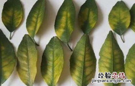 柑橘花期能喷叶面肥吗 柑橘叶面肥施什么,喷肥注意事项