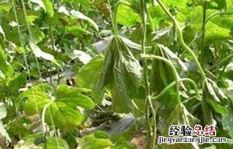 甜瓜塌秧发生原因及防治方法是什么 甜瓜塌秧发生原因及防治方法
