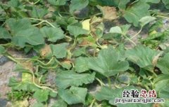 甜瓜塌秧发生原因及防治方法是什么 甜瓜塌秧发生原因及防治方法