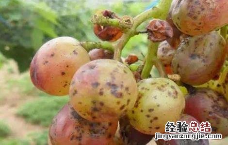 葡萄套袋后烂果是什么原因 葡萄套袋后烂果是什么原因呢