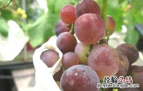 葡萄套袋后烂果是什么原因 葡萄套袋后烂果是什么原因呢
