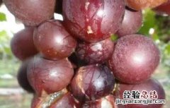 葡萄套袋后烂果是什么原因 葡萄套袋后烂果是什么原因呢