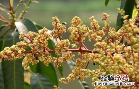 芒果只开花不结果原因及防治方法图片 芒果只开花不结果原因及防治方法