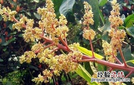 芒果只开花不结果原因及防治方法图片 芒果只开花不结果原因及防治方法