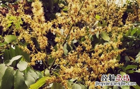 芒果只开花不结果原因及防治方法图片 芒果只开花不结果原因及防治方法