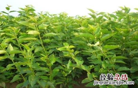 黑珍珠樱桃树苗价格 黑珍珠樱桃苗价格