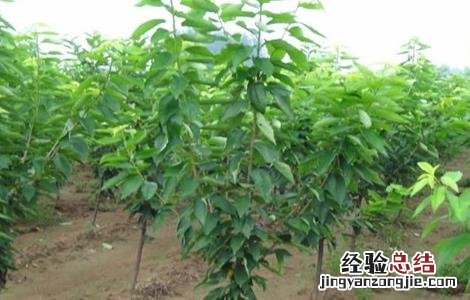 黑珍珠樱桃树苗价格 黑珍珠樱桃苗价格