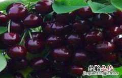 黑珍珠樱桃树苗价格 黑珍珠樱桃苗价格