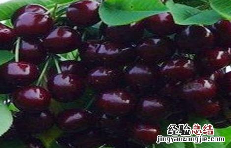 黑珍珠樱桃树苗价格 黑珍珠樱桃苗价格