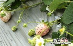 菠萝莓的生长环境要求 菠萝莓的生长环境