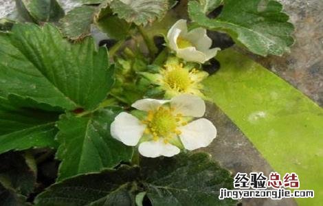 菠萝莓的生长环境要求 菠萝莓的生长环境