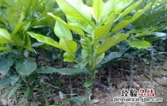 蛋黄果树盆栽 蛋黄果的树苗好载吗?