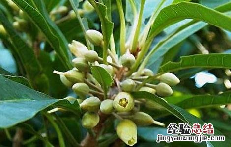 蛋黄果树盆栽 蛋黄果的树苗好载吗?