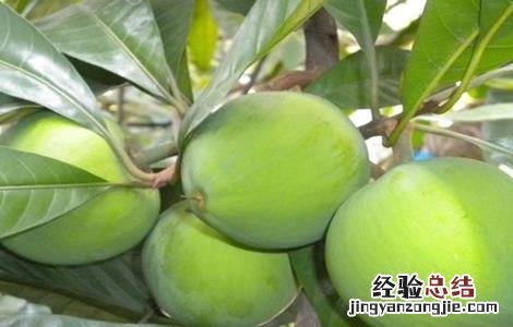 蛋黄果树盆栽 蛋黄果的树苗好载吗?