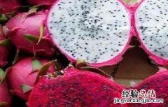 火龙果怎么种植的 火龙果该怎么种植