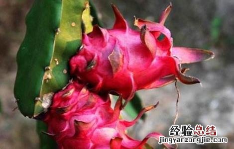 火龙果怎么种植的 火龙果该怎么种植