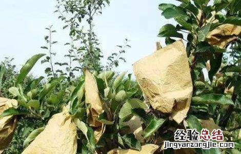 苹果摘袋需要注意什么 苹果摘袋时间和摘袋后管理要点