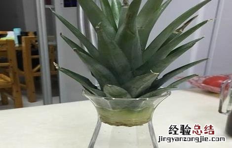 菠萝叶子怎么种水培 菠萝叶子怎么种水培叶子发黄