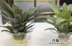 菠萝叶子怎么种水培 菠萝叶子怎么种水培叶子发黄