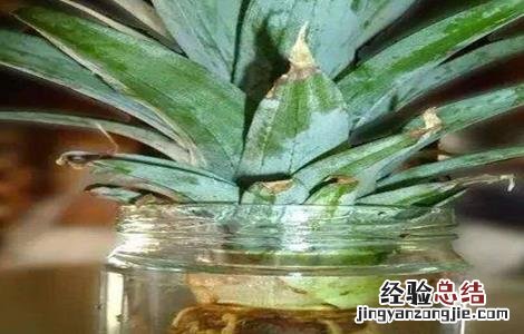 菠萝叶子怎么种水培 菠萝叶子怎么种水培叶子发黄