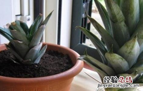 菠萝叶子怎么种水培 菠萝叶子怎么种水培叶子发黄