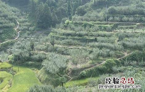 雪梨种植技术 雪梨种植适宜地