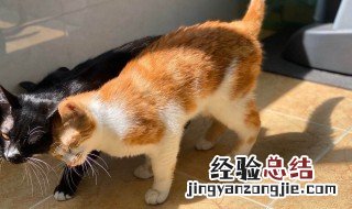养猫的坏处 养猫的坏处和好处有哪些
