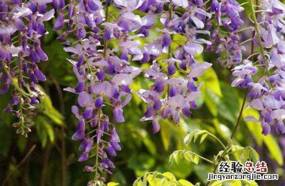 白葛花与紫葛花的区别,葛花怎么吃 葛花能吃不