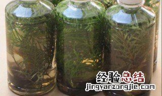 艾泡酒功效与作用 泡艾酒有什么功效