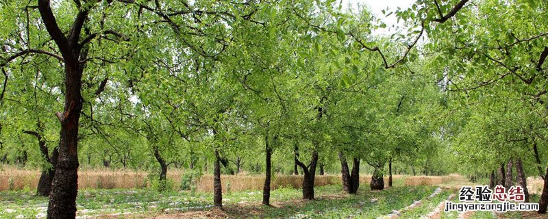 枣树移植方法 红枣树移植