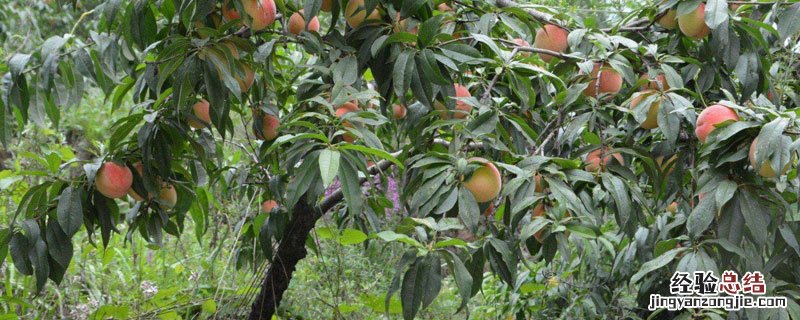 桃树可以扦插繁殖吗 桃树的扦插繁殖技术