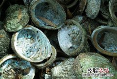 石决明 石决明的煎法