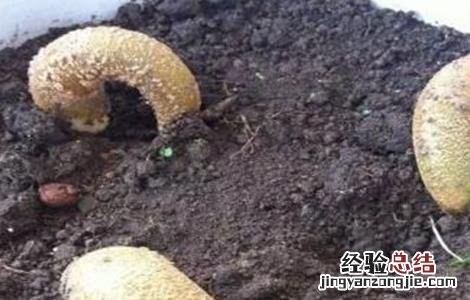 榴莲种子怎么种 榴莲种子怎么种出盆栽