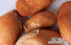 榴莲种子怎么种 榴莲种子怎么种出盆栽