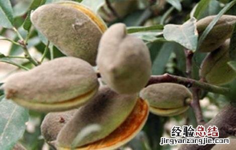 巴旦木生长环境要求温度 巴旦木生长环境要求