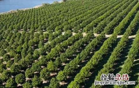 巴旦木生长环境要求温度 巴旦木生长环境要求